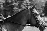IMG_1979