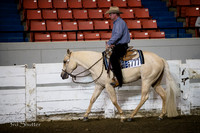 Western Pleasure - AQHA 2 yr old