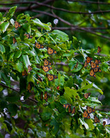 _B2D6509-Edit