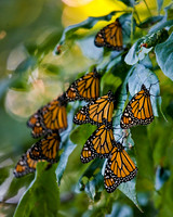 _B2D6410-Edit