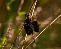 _B2D6377-Edit