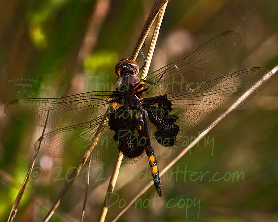 _B2D6377-Edit