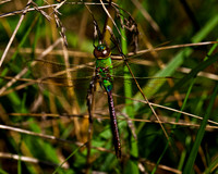 _B2D6302-Edit