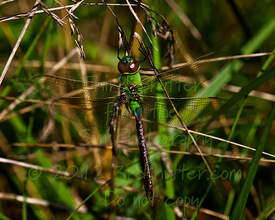 _B2D6302-Edit