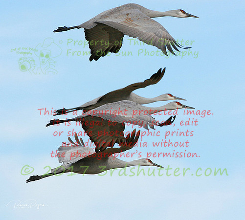 OC9H4993 copy
