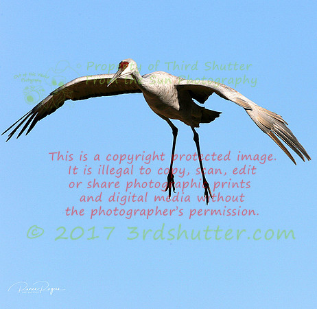 OC9H1729 copy