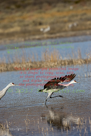 OC9H5062