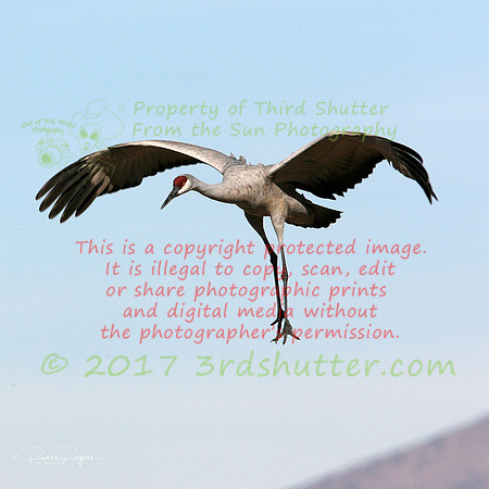 OC9H1634 copy