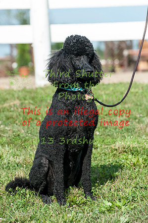 130816_WalkTrot_0154