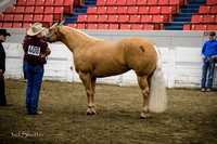 Halter - AQHA Amtr 3 yr old Mares
