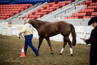 Halter - AQHA 3yr old Stallions