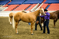 Halter - AQHA Grand & Reserve Stallions