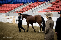 Halter - AQHA Amtr 3 yr old Geldings