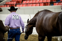 Halter - AQHA Performace Geldings