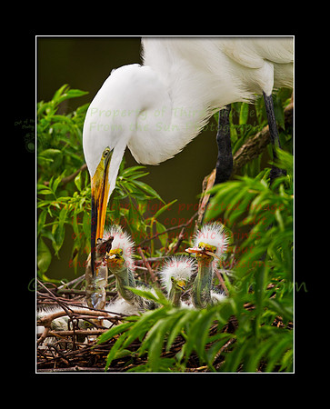 The Epicurean Egrets