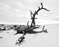 Wyoming_20080105_0B2D8183-Edit