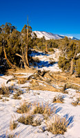Wyoming_20080104_0B2D7659-Edit