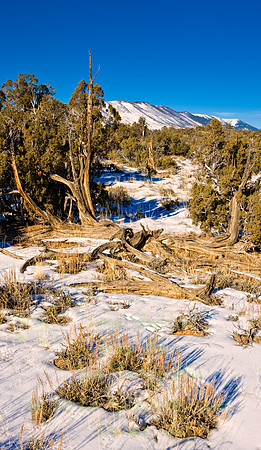 Wyoming_20080104_0B2D7659-Edit