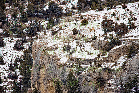 Wyoming_20080105_0B2D8225-Edit