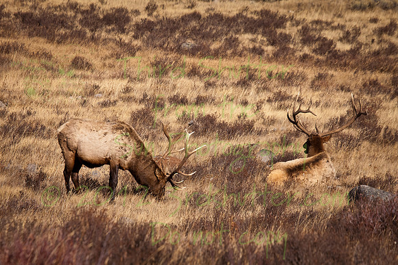 _MG_3151