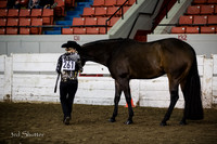 Halter - AQHA Novice Youth Showmanship
