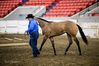 Halter - AQHA Yearling Mares