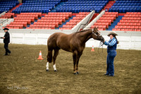 Halter - AQHA Amtr Grand & Reserve Stallions