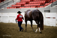 Halter - AQHA Amtr Performance Geldings