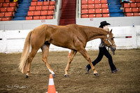 Halter - AQHA Youth Showmanship (14-18)