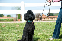 130816_WalkTrot_0153