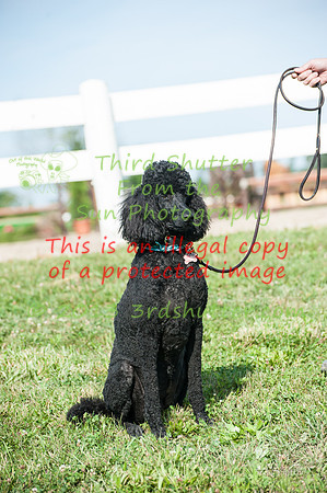 130816_WalkTrot_0154