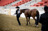 Halter - AQHA 3 yr old Geldings