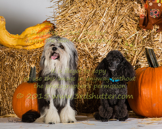IMG_2498-Edit