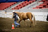 Halter - AQHA Aged Stallions