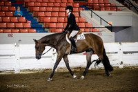 Hunter - AQHA Senior
