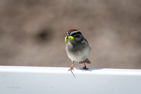 IMG_3662