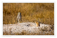 Roswell_20071119_Y1I0592-Edit-2-Edit