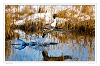Roswell_20071125_Y1I3157-Edit-2-Edit
