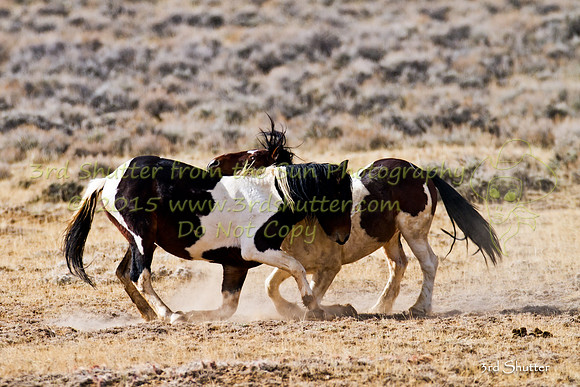 _MG_7556-Edit-2