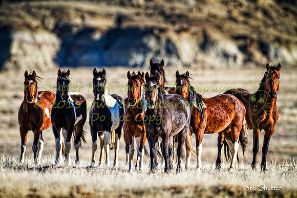 _MG_8612-Edit