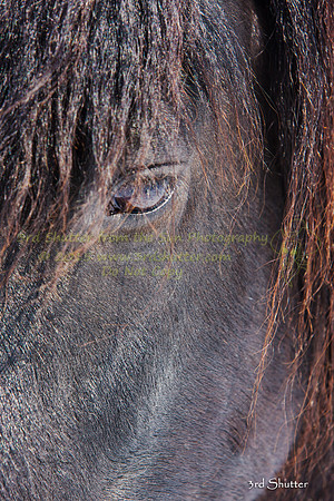 The Farm_0B2D9866-Edit