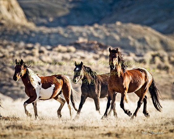 _MG_8517-Edit
