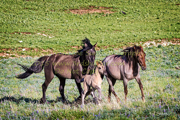 IMG_9659-Edit