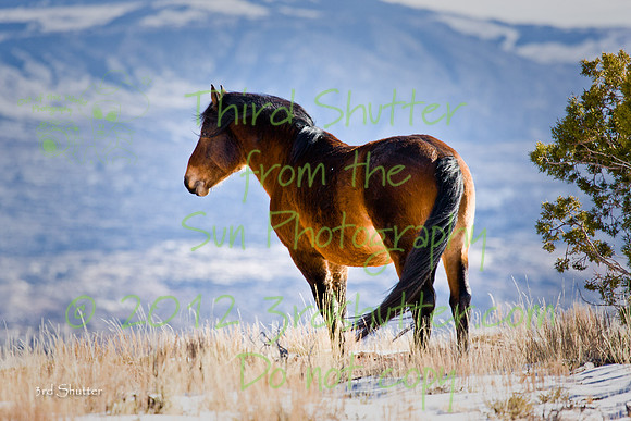 Wyoming_20080105_0B2D8277