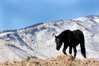 Wyoming_20080104_0B2D7696
