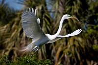 Florida Wildlife 2011