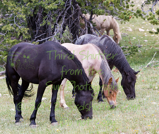VG7C7835