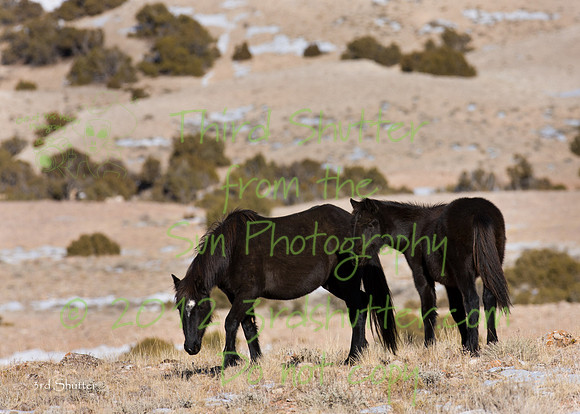 Wyoming_20080104_0B2D7821