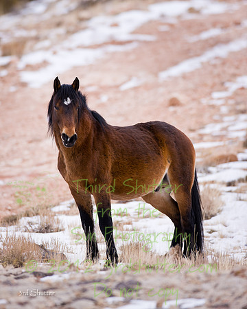 Wyoming_20080104_0B2D8112