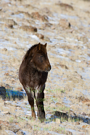 Wyoming_20080104__Y1I7605